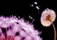 Dandelion Photo